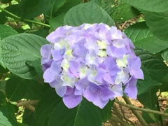 牛久大仏さんのあじさい(^-^)