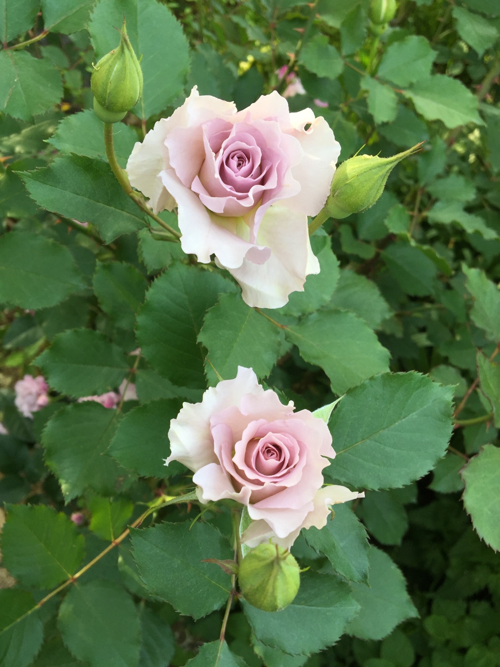 2016横浜イングリッシュガーデン