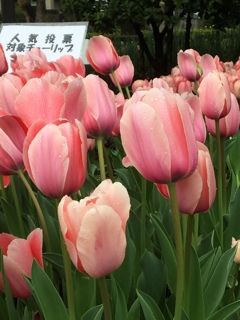 横浜スプリングフェスタ(^^)