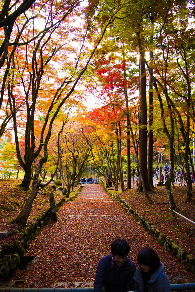 鶏足寺 紅葉のトンネル＾＾