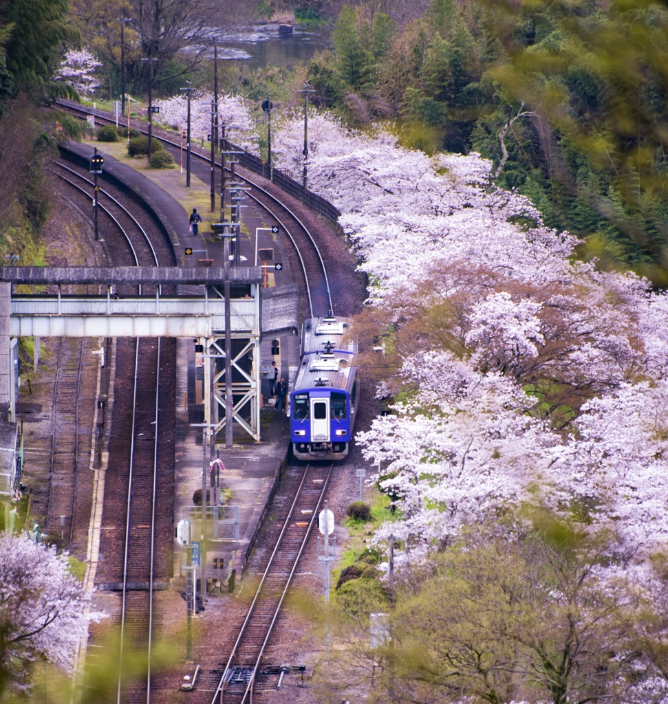 桜電車^^