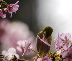 河津桜と可愛いメジロと・＾＾    
