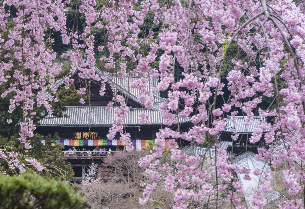 満開の長谷寺^^