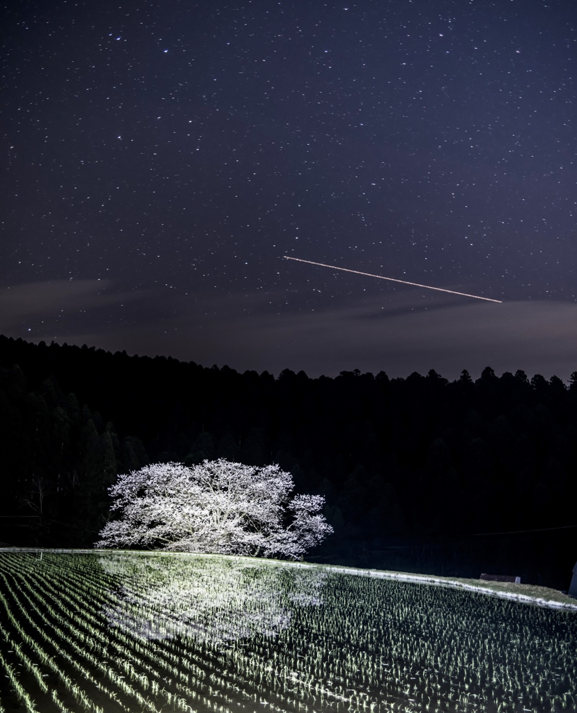 諸木野の夜桜^^