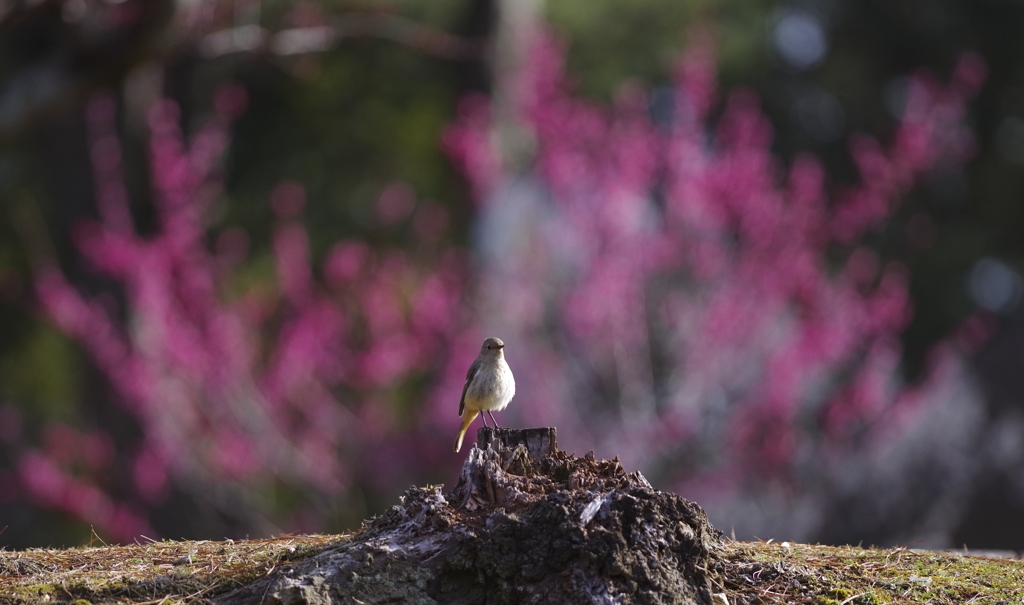 梅の花燃ゆ・じょびこさん＾＾