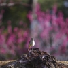 梅の花燃ゆ・じょびこさん＾＾