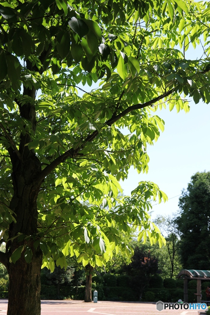 fresh green leaves