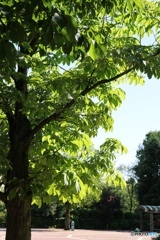fresh green leaves