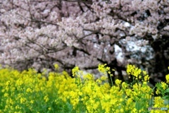 菜の花と桜