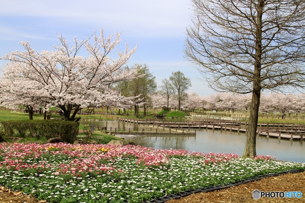 古代蓮の里公園②