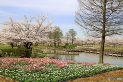 古代蓮の里公園②