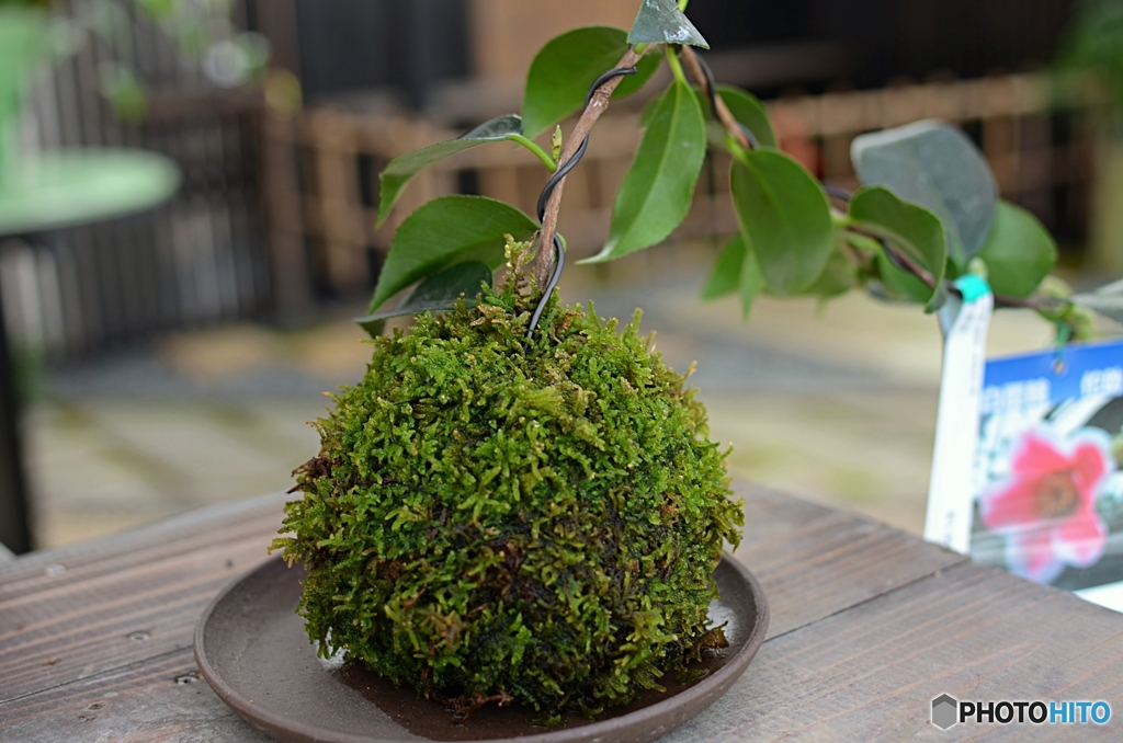 苔玉