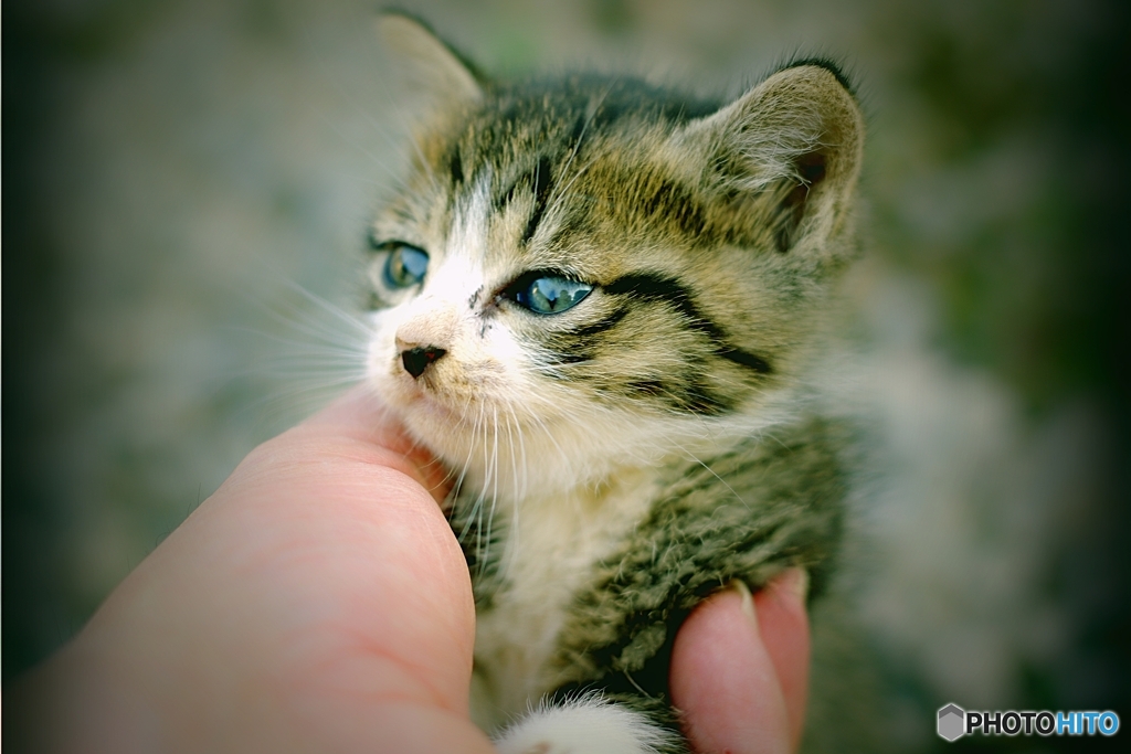 こねこ