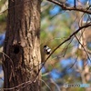 野鳥（シジュウカラ）