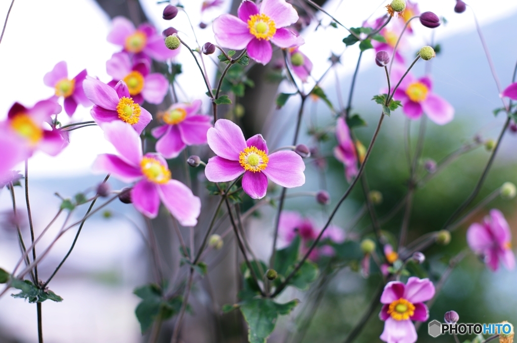 シュウメイギク