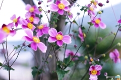 シュウメイギク