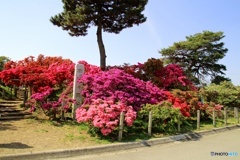 つつじヶ丘公園