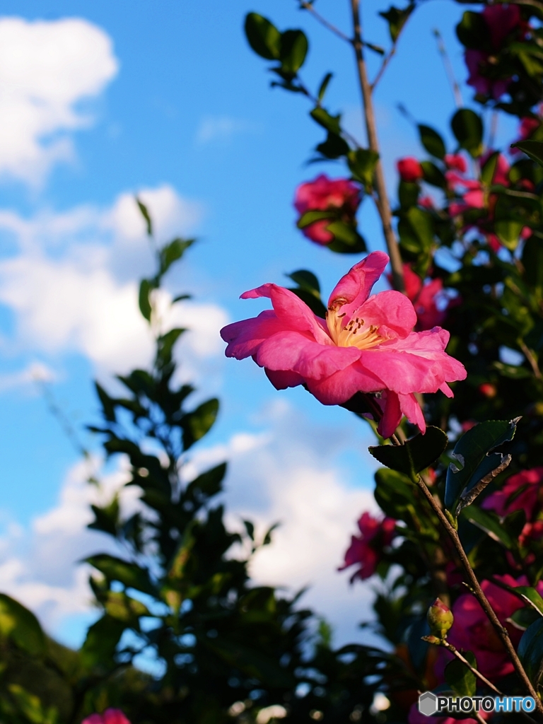 山茶花