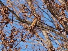 野鳥（ベニマシコ♀）