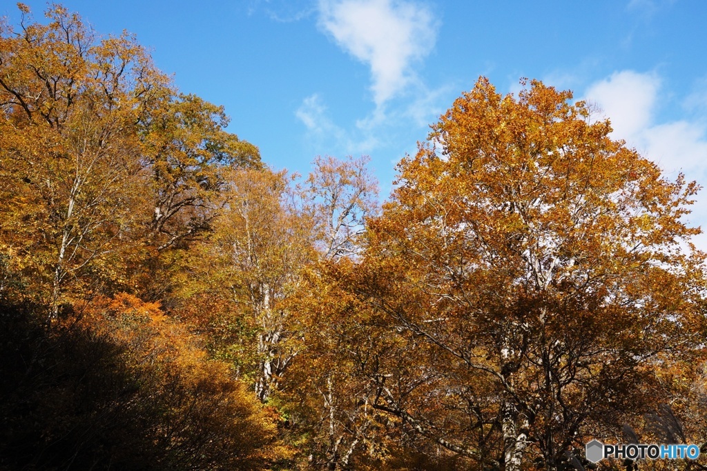 青空に映える紅葉