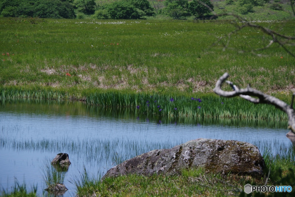 八島湿原（鎌ヶ池）