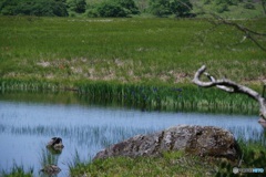 八島湿原（鎌ヶ池）