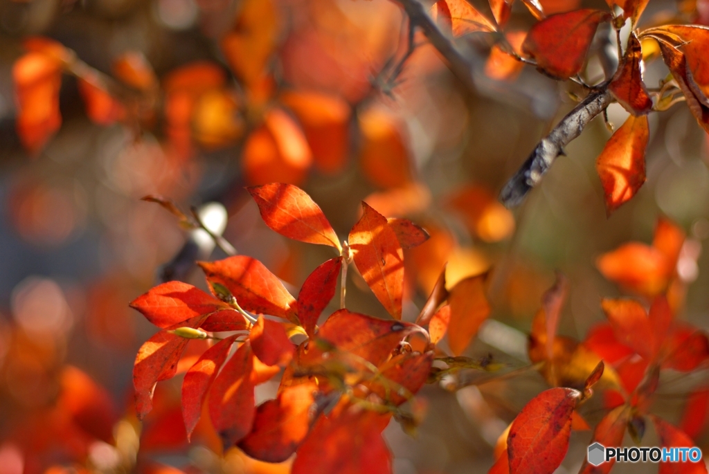 ドウダンツツジの紅葉