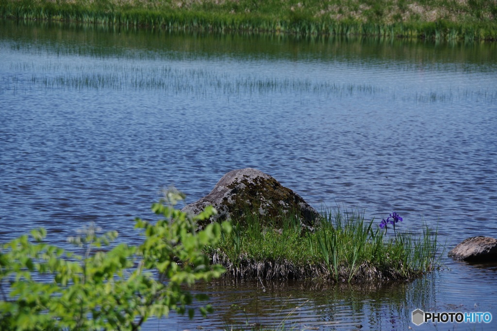 八島湿原（鎌ヶ池）
