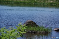八島湿原（鎌ヶ池）