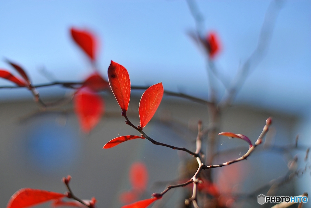ブルーベリーの紅葉