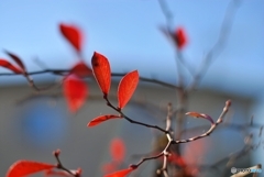 ブルーベリーの紅葉