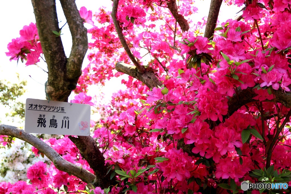 つつじヶ丘公園④
