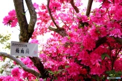 つつじヶ丘公園④