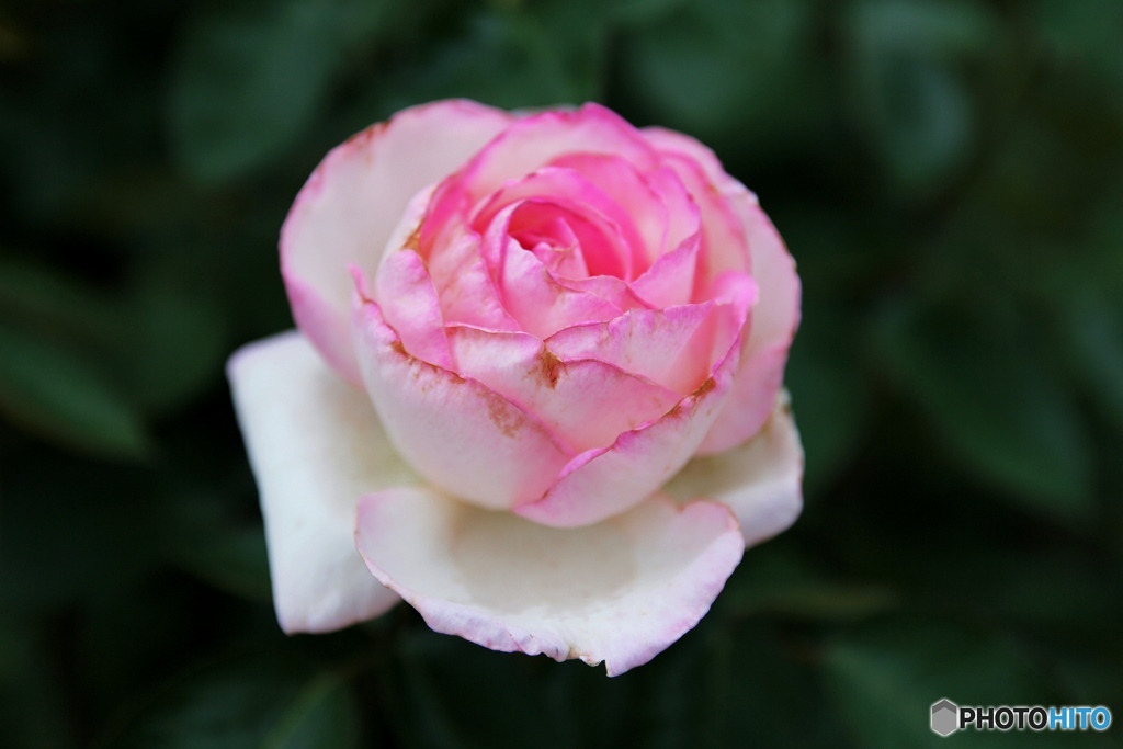 薔薇