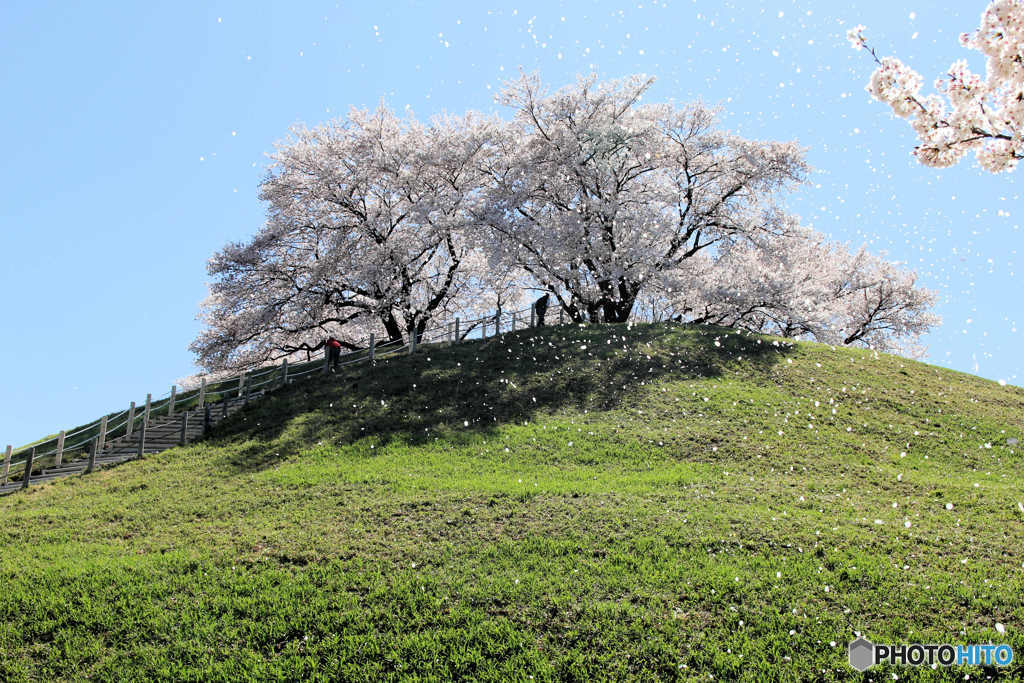 桜吹雪