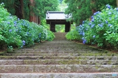 あじさいの参道