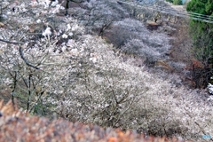 冬桜