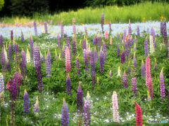 A lot of flowers