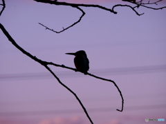 夕暮れのカワセミ