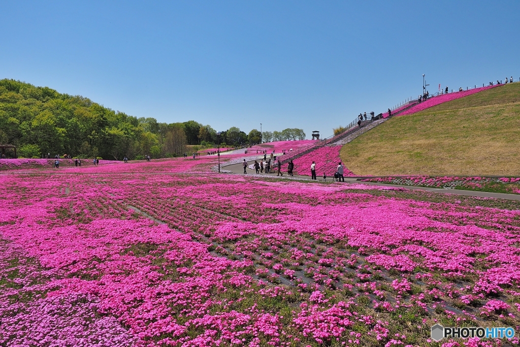 芝ざくら