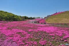 芝ざくら