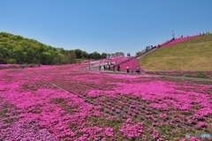 芝ざくら