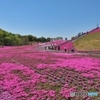 芝ざくら