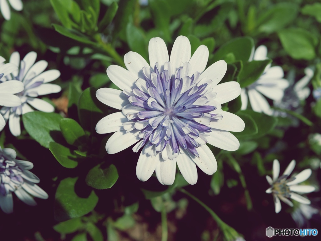 花