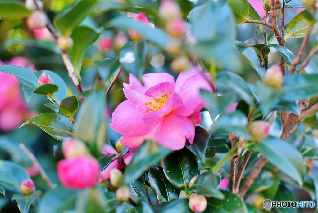 山茶花③