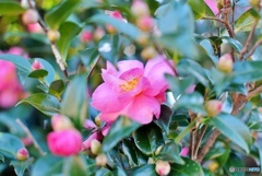 山茶花③
