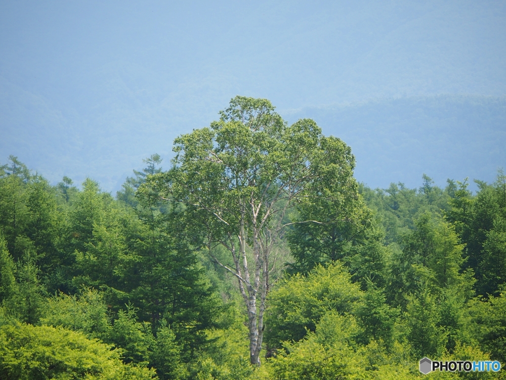 小田代原の貴婦人
