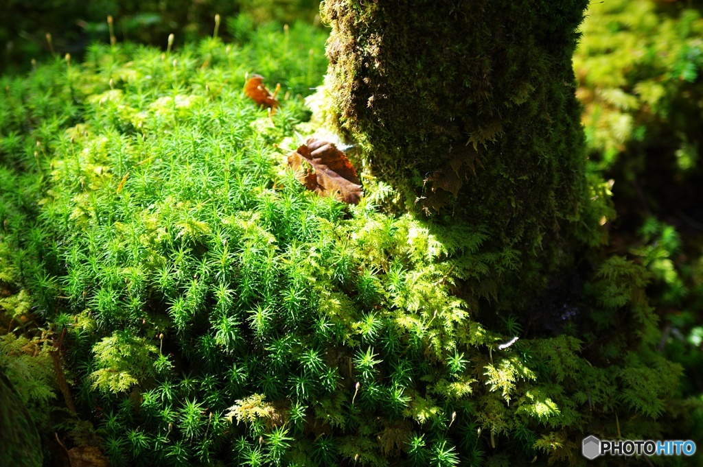 苔の森