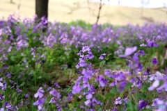 花の名は？