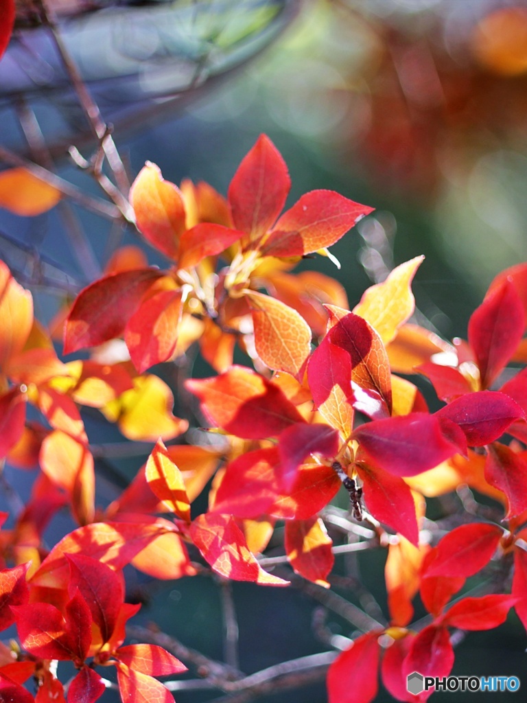 ドウダンツツジの紅葉